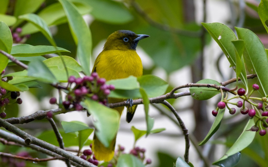 Perching Birds